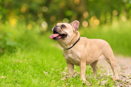 法国斗牛犬的照片