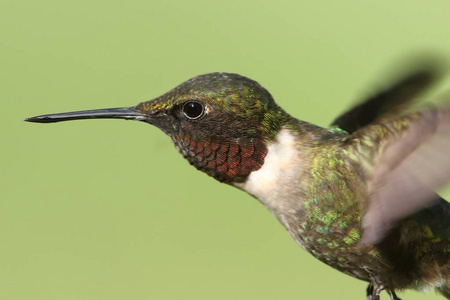 雄性Rubyhummingbird大