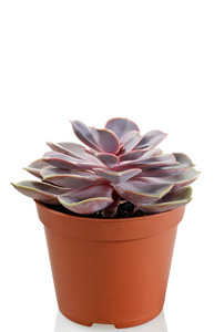 Echeveria 混合在锅盖上一个白色的背景