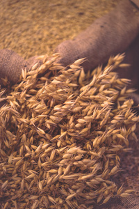 成熟的燕麦和与粮食的麻袋图片