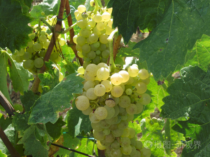 在葡萄园中的白葡萄