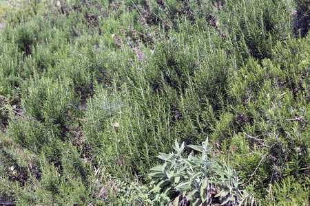 芳香的迷迭香树叶典型的地中海植物