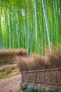 通往竹森林，岚山，京都，日本模糊背景