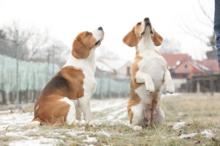 在冬季花园惊人小猎犬