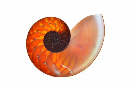 鹦鹉螺的壳在白色背景上孤立