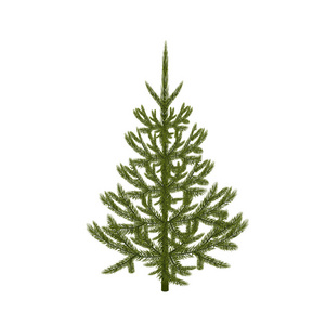 象征着新的一年。美丽的绿色 fir 无网格和梯度图像。白色背景上的孤立。插图