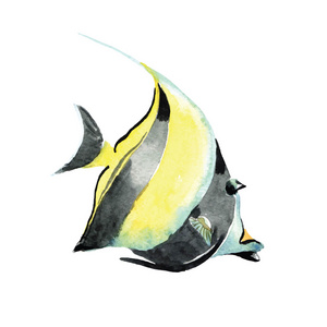 绘躄鱼手绘水彩鱼照片