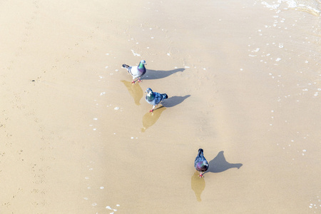 走在沙滩上的海鸥鸟