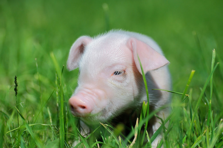 草地上的猪图片