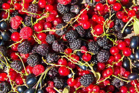 黑莓 覆盆子 红醋栗和黑醋栗的新鲜浆果