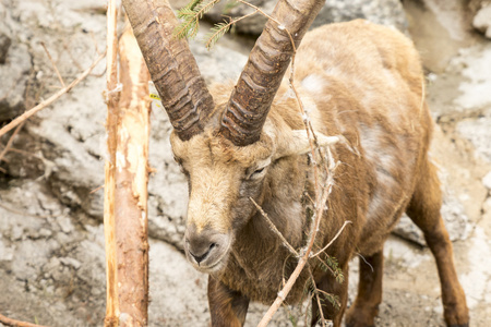 高山 ibex