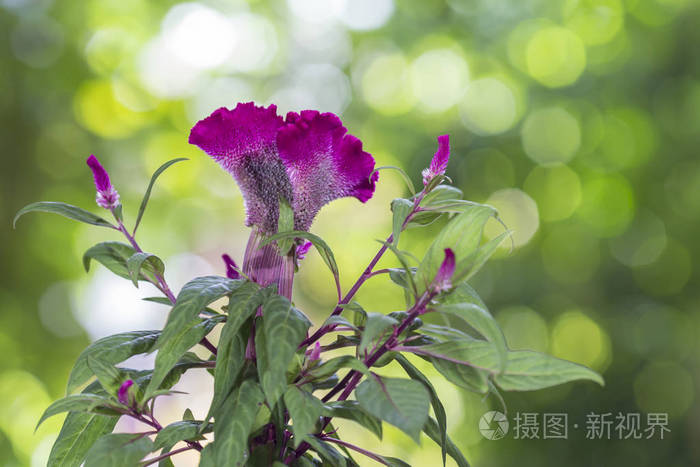 青葙或银公鸡梳子上自然背景