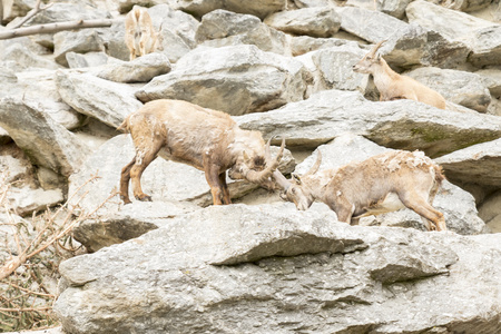 高山 ibex