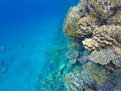 红海鱼类在珊瑚礁上。水下浮潜