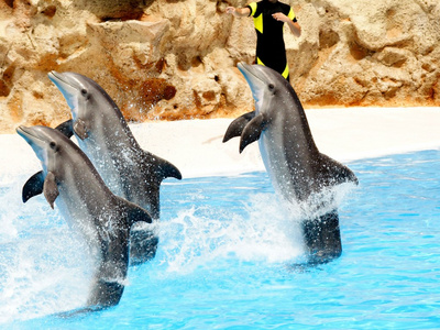 三个海豚表演尾站