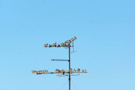 许多小鸟坐在电线上图片
