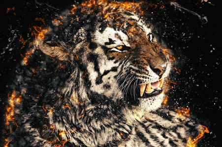 裸露的牙齿的老虎的脸的特写,火图照片