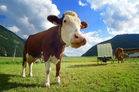 高寒草甸牛高寒草甸的搞笑牛照片