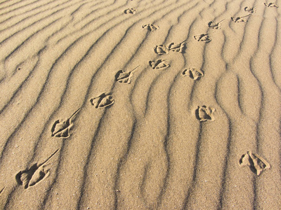 海鸥在黄沙从意大利的海滩上的脚印