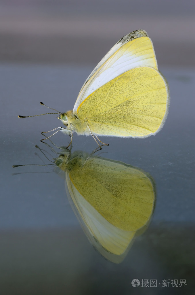 反射的蝴蝶侧视图