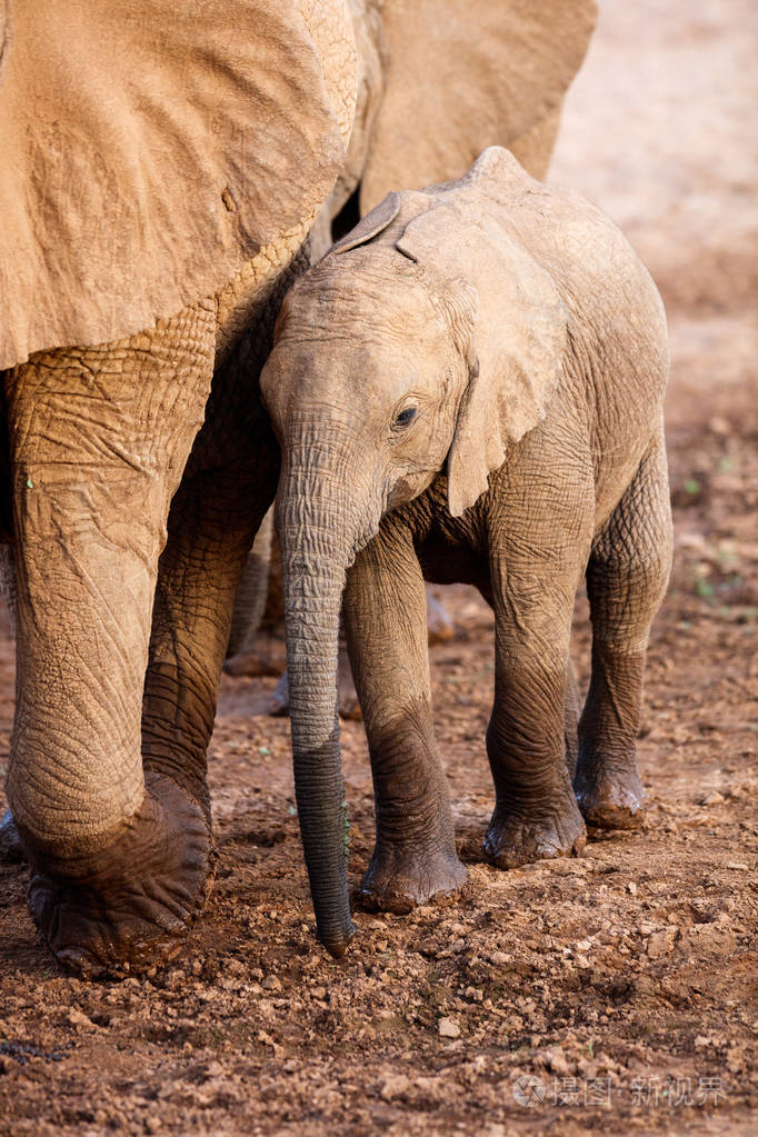 野生动物园大象