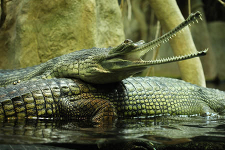 长吻鳄图片
