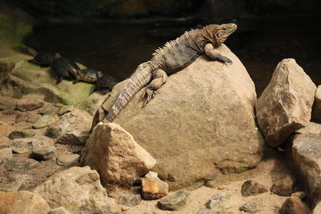 古巴岩鬣蜥Cyclura nubila