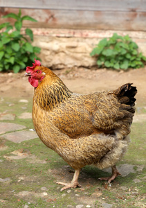 在农场上的小红母鸡.自制的家禽.质朴的外观照片