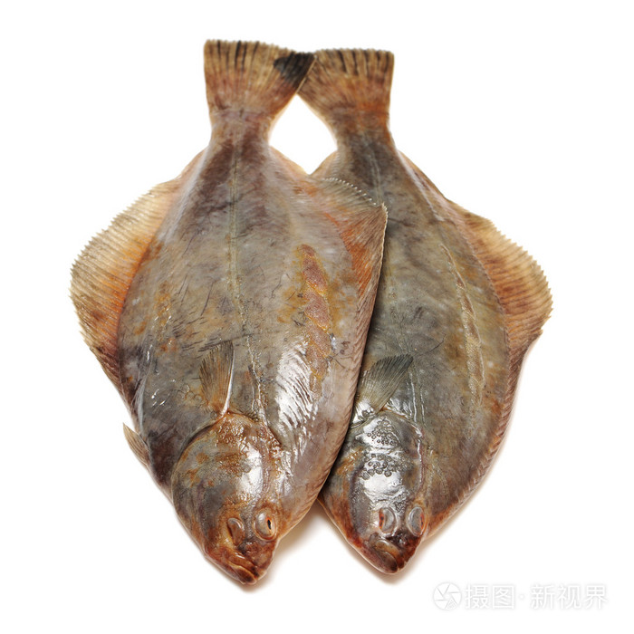 大菱鲆鱼
