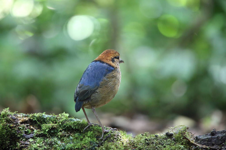 施耐德的皮塔饼 Hydrornis 川西高原光 在 Mt.Kerinci，印度尼西亚苏门答腊岛