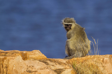 黑脸猴子在南非克鲁格国家公园
