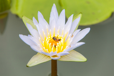 忙碌的蜜蜂和莲花