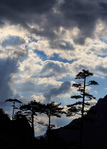 与黑松林树松黑质山风光图片