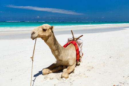 美丽的热带海滩上的骆驼
