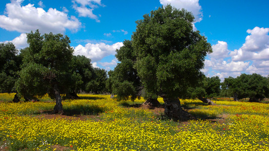 橄榄树和黄色的花 3