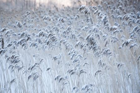 芦苇雪图片