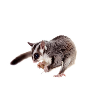 petaurus breviceps,白色蜜袋鼯有袋类动物设置卡通