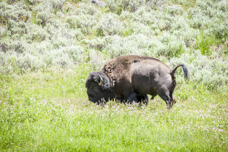 大水牛放牧在黄石国家公园，美国