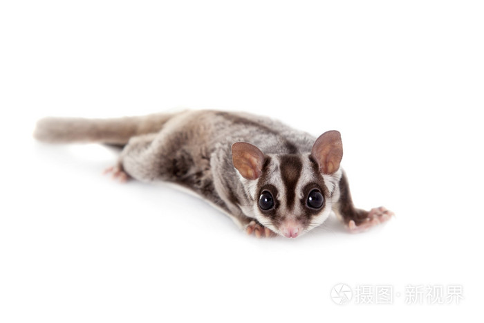 蜜袋鼯,petaurus breviceps,白色
