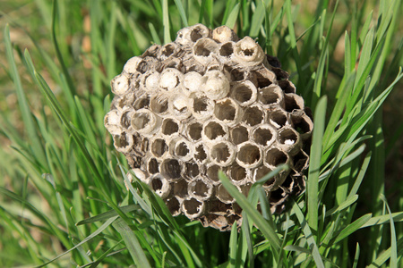 大黄蜂的巢