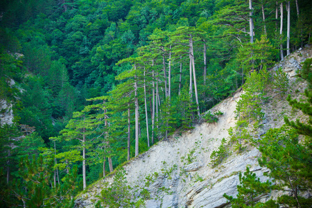 在山坡上的树木图片