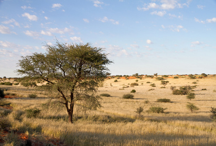 纳米比亚景观