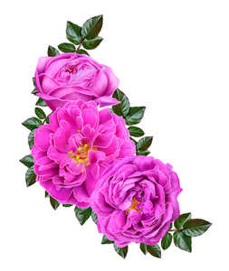 花组成。一束明亮的粉红色，小玫瑰，绿叶，芽。白色背景上孤立