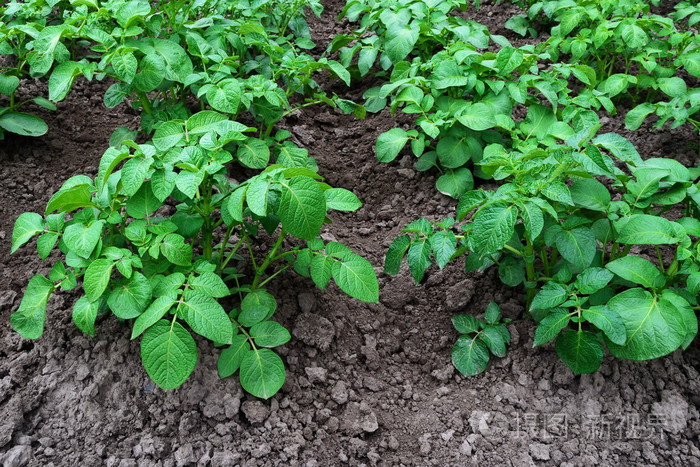 灌木丛中的土豆