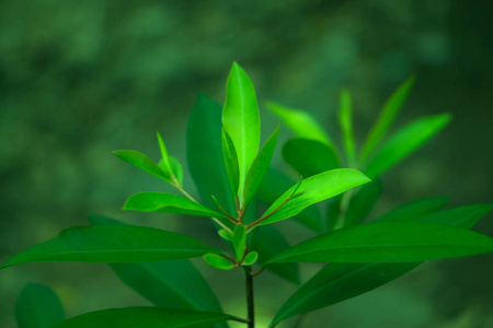 春天的绿色植物图片