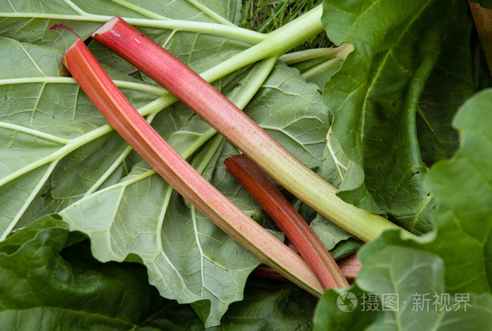 新鲜的大黄秆收获