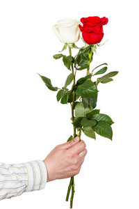白杨双交手捧两个分离的白色和红色玫瑰照片