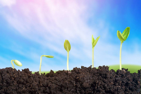 的主题背景和连接台词新生命绿色植物在土壤中的生长新生命的成长枫