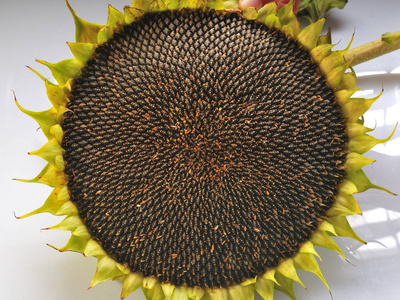 成熟向日葵种子成熟向日葵头照片