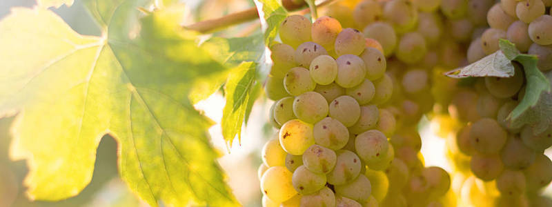 酿酒葡萄生长在葡萄园 Bunches